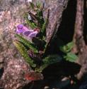 commonfforskullcap
