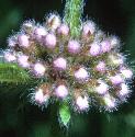 cornfflobudomint