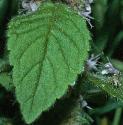 cornffolmint