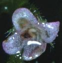 corsicanfflomint