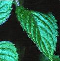 eauffoldecolognemint