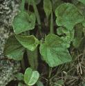 fcommonfoldogviolet