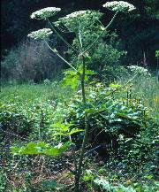 fgiantgar1hogweed1