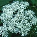 fgroundfloelder