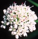 fhemlockflowaterdropwort