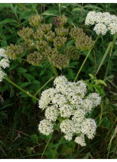 hogweedfflosbritishflora1
