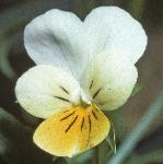 pfieldflo1pansy