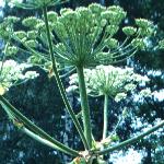 pgiantflo2hogweed