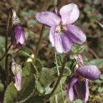 phairyflo2violet