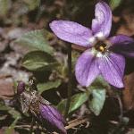 phairyflo3violet