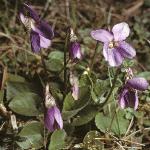 phairyforviolet