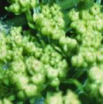 phemlockflobudcwaterdropwort