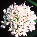phemlockflowaterdropwort