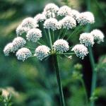 phemlockflos2waterdropwort
