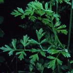 phemlockfol1waterdropwort