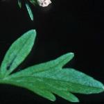 phemlockfol2waterdropwort