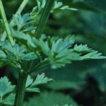 phemlockfol3waterdropwort