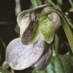 pmarshflobudoviolet