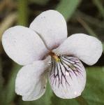 pmarshflo1violet