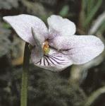 pmarshflo2violet