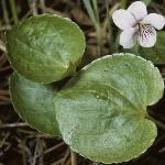 pmarshfol1violet