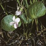 pmarshforviolet