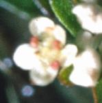 pmarshwortflo1