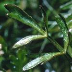 pmarshwortfol2