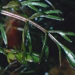 pmarshwortfol3