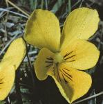 pmountainflo1pansy