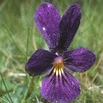 pmountainflo2pansy