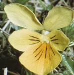 pmountainflo3pansy