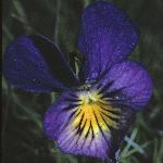 pmountainflo4pansy