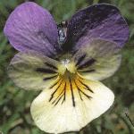 pmountainflo5pansy