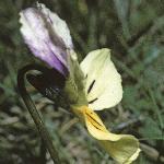 pmountainflo6pansy