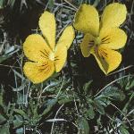 pmountainforpansy
