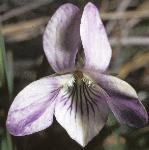 ppaleflo1heathviolet