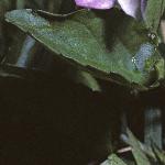 ppalefolheathviolet