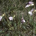ppaleforheathviolet