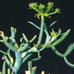 prockfol1samphire