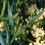 prockfol2samphire