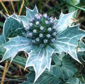 pseaintroholly1