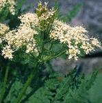 psweetflo1cicely
