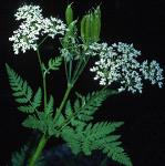 psweetflos1cicely