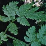 psweetfol2cicely