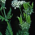 psweetfru1cicely