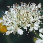 ptubularflo1waterdropwort