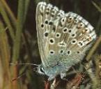 usechalkhillbluemalefly1