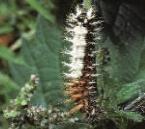 usecommacaterpillar