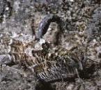 usecommonblueinsectonplant1